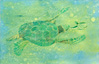 Turtle thumb image